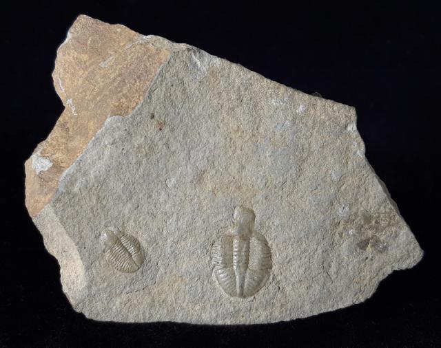 Ogyginus corndensis (MURCHISON 1839) - Bild © FossNet FossilienStore